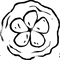 KUJY CACAO